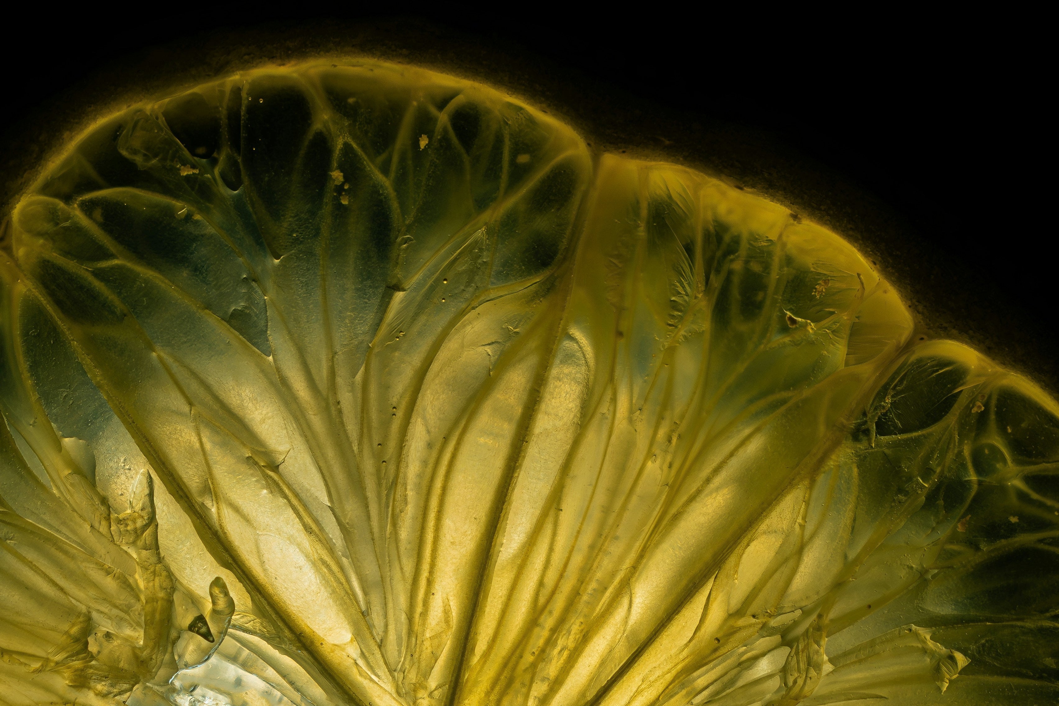 The Power of Cellular Beauty